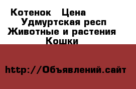 Котенок › Цена ­ 1 000 - Удмуртская респ. Животные и растения » Кошки   